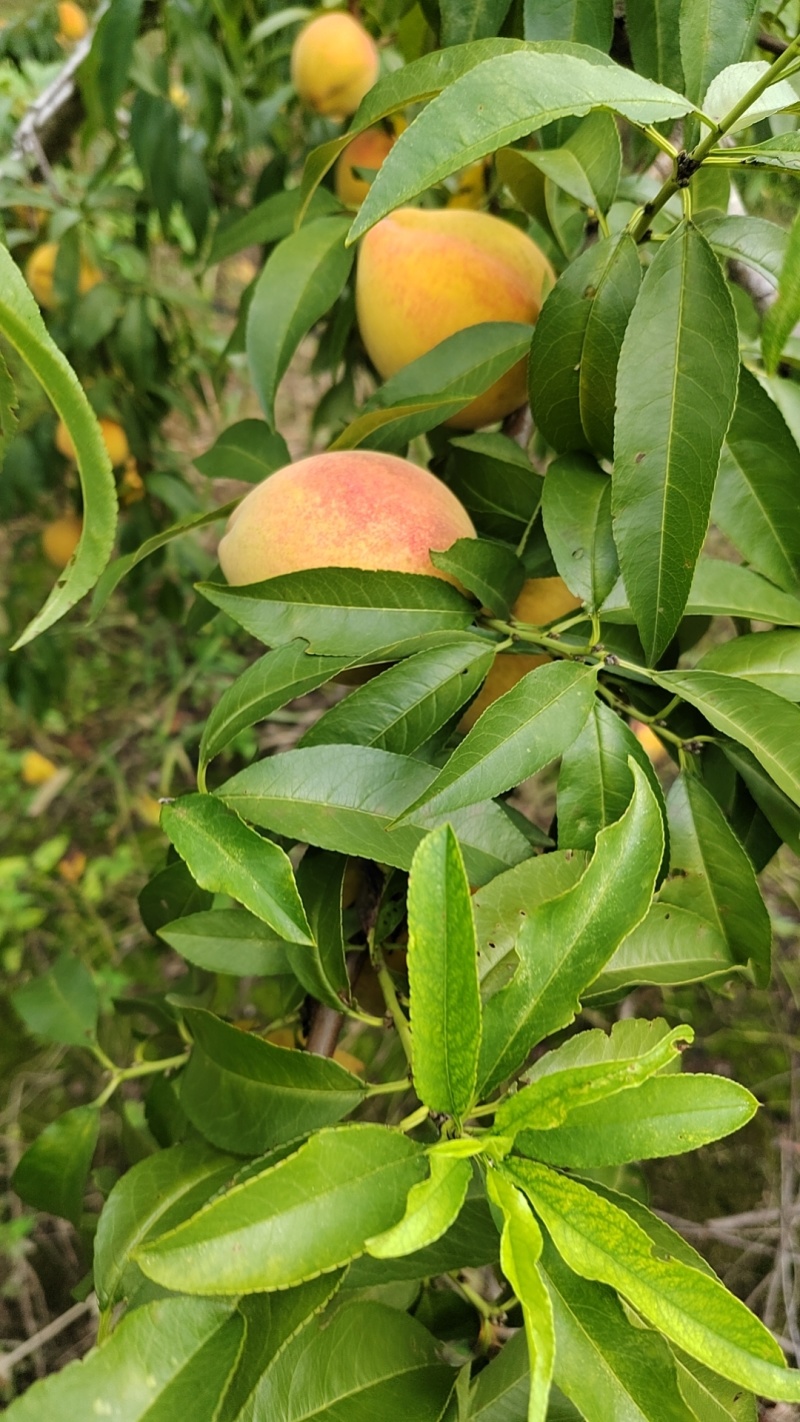 锦绣黄桃