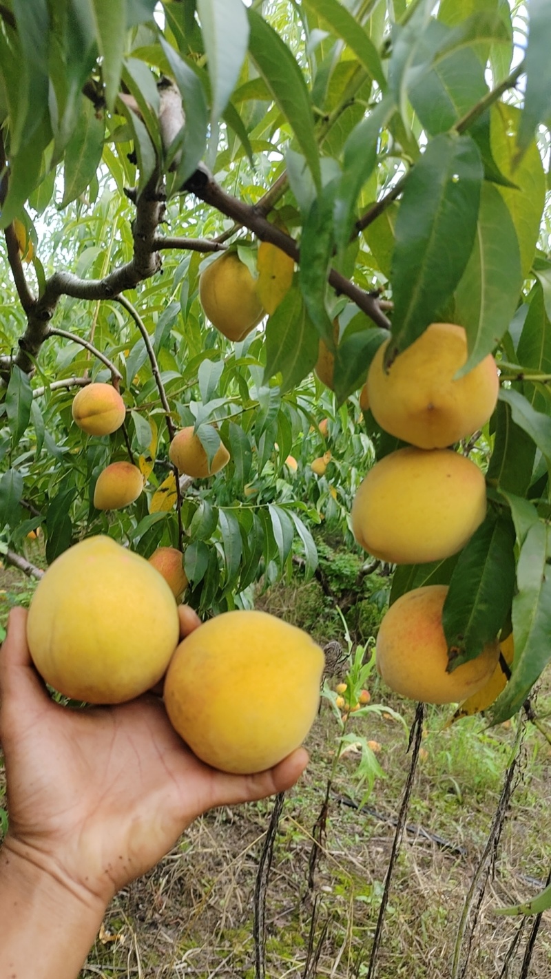 锦绣黄桃