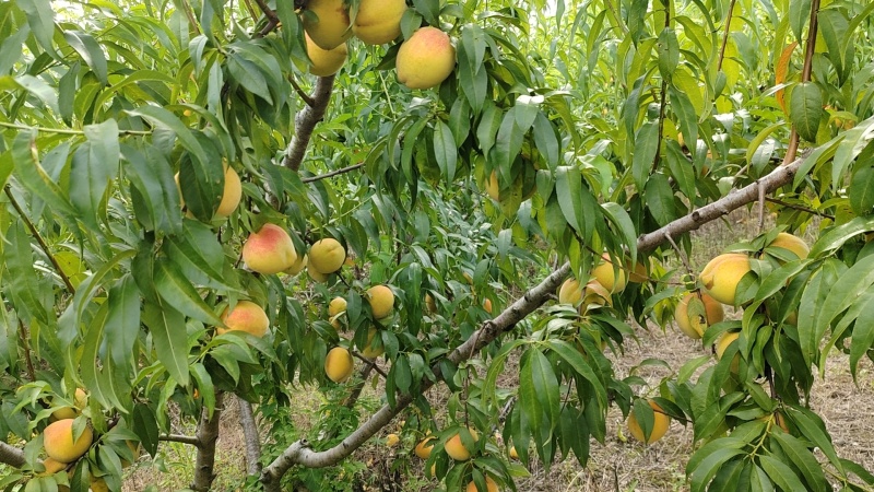 锦绣黄桃