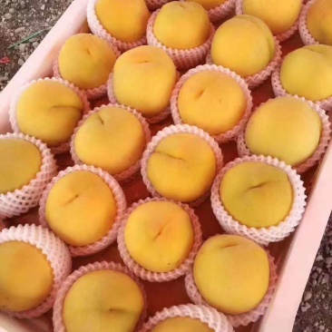 锦绣黄桃