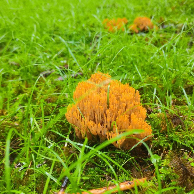扫把菌