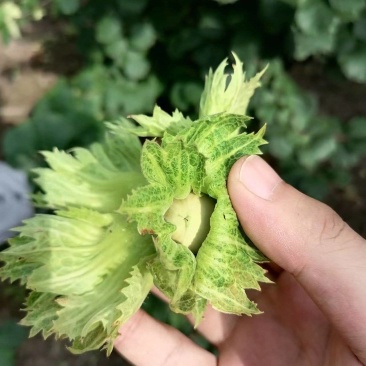 辽宁丹东青皮大榛子
