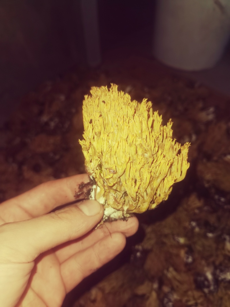 扫把菌