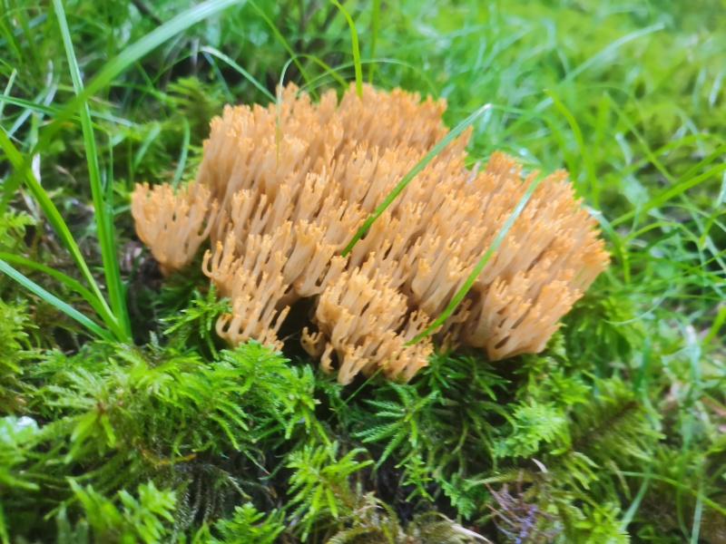 扫把菌
