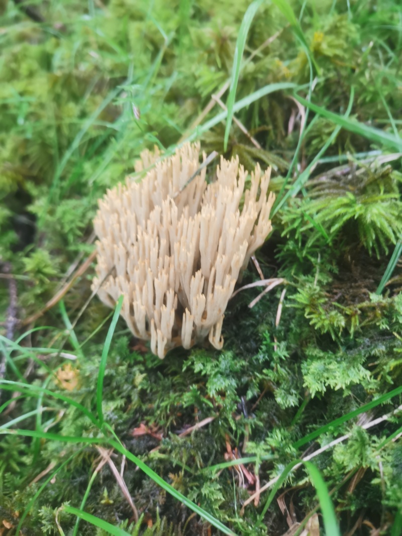 扫把菌
