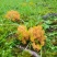 扫把菌