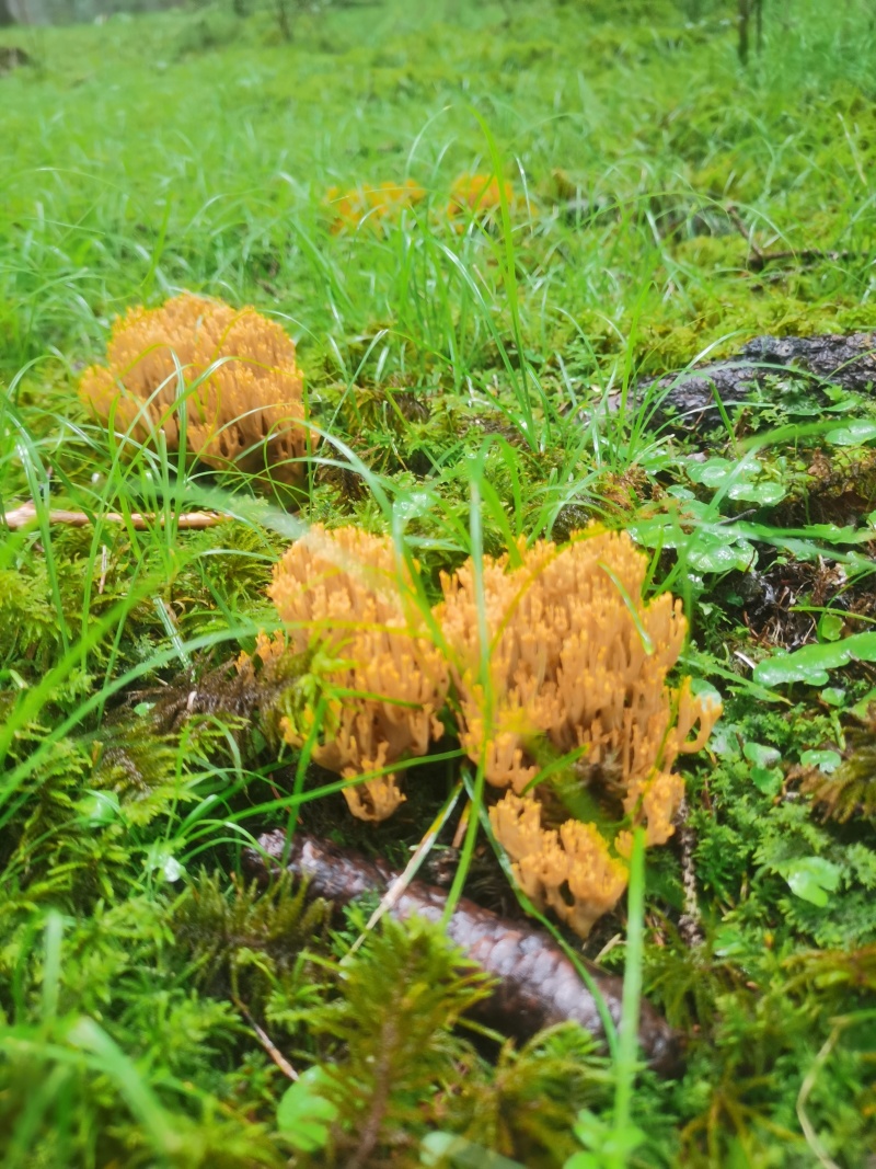 扫把菌
