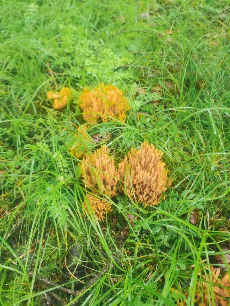 扫把菌