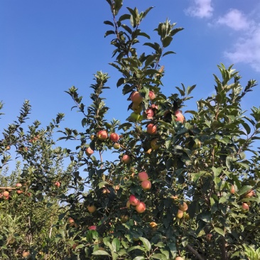 鲁丽苹果现采现发