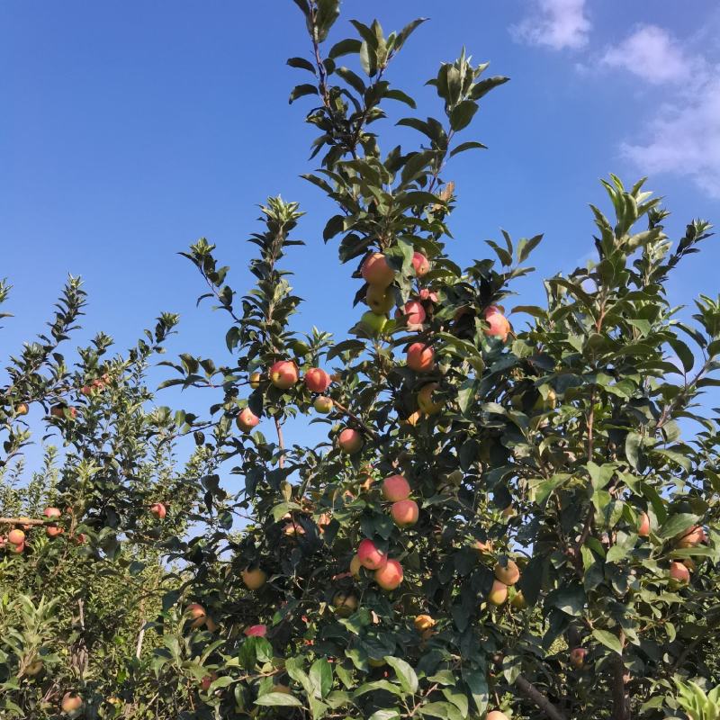 鲁丽苹果现采现发