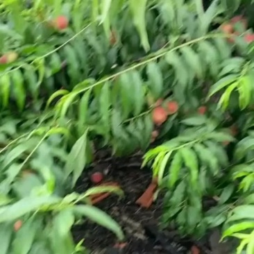 青州密桃