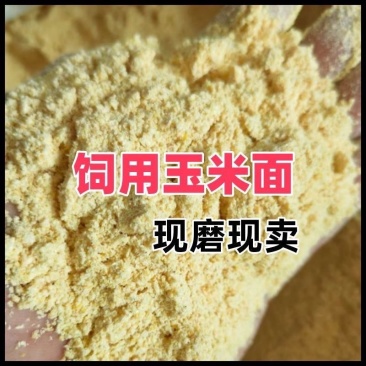 玉米面喂鸡钓鱼鸡鸭鹅饲料玉米粉狗猪牛羊饲料原料玉米