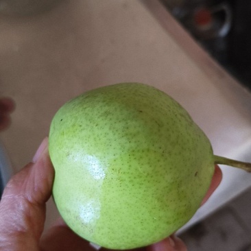 早酥梨