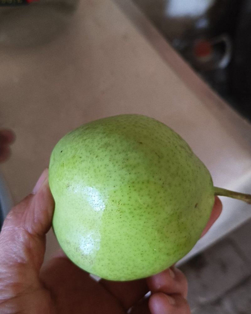早酥梨