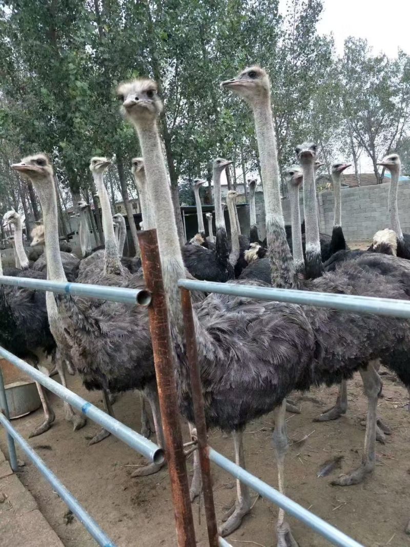 半月鸵鸟苗两三个月的鸵鸟苗现在大量上市一年中价格比较低