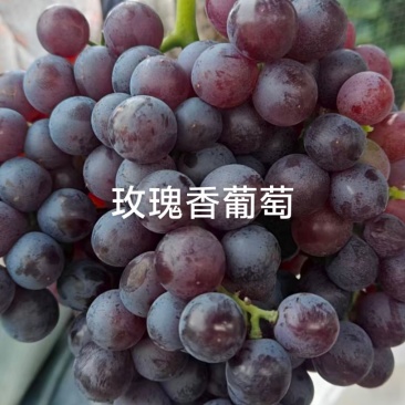 夏黑葡萄，和玫瑰香