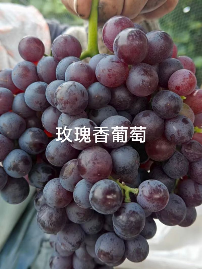 夏黑葡萄，和玫瑰香