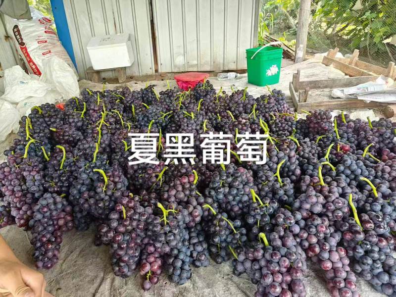 夏黑葡萄，和玫瑰香