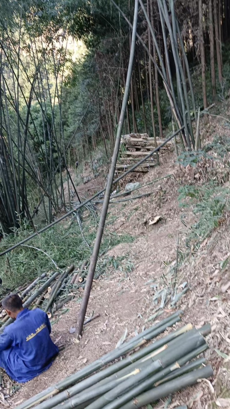 竹杆农用竹杆大棚竹杆苗子杆大量批发出售量大价优