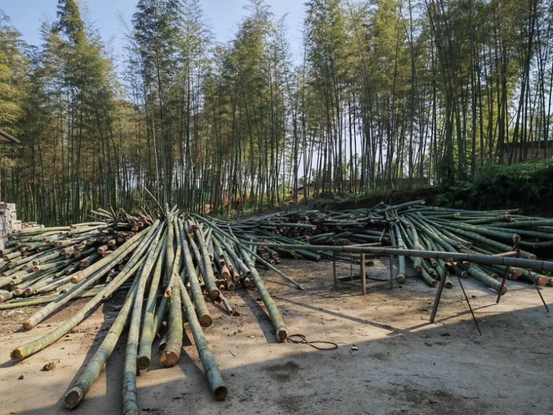 竹杆农用竹杆大棚竹杆苗子杆大量批发出售量大价优