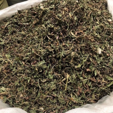 正宗中药材蒲蒲公英茶正品新货熏蒲公英新鲜浦公英干