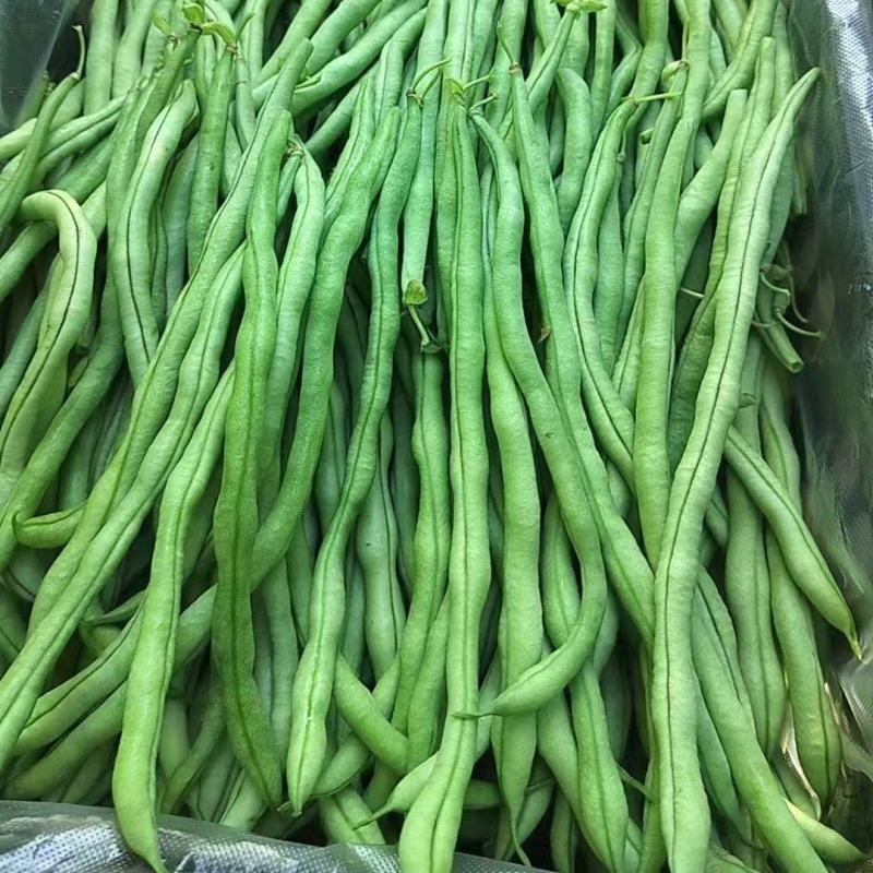 【推荐】白不老四季豆供应市场商超电商一手货源量大价优