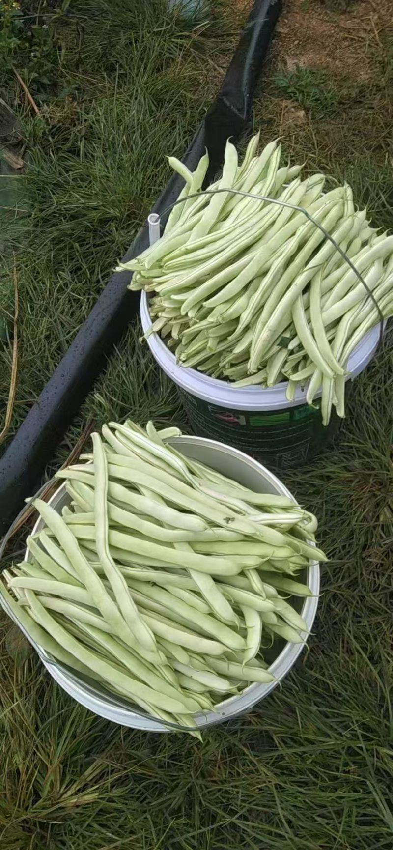【推荐】白不老四季豆供应市场商超电商一手货源量大价优