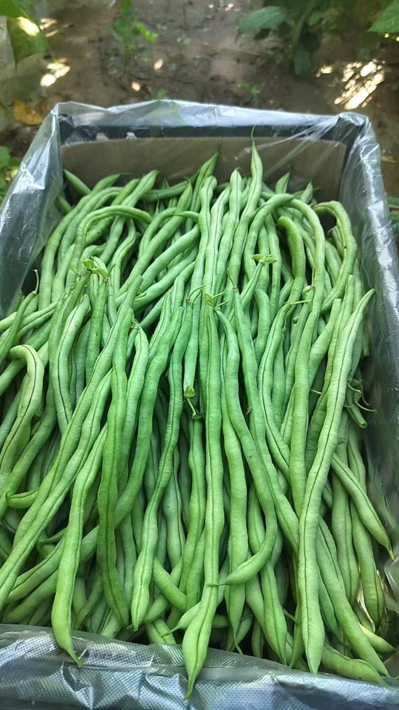 【推荐】白不老四季豆供应市场商超电商一手货源量大价优