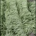 【推荐】白不老四季豆供应市场商超电商一手货源量大价优