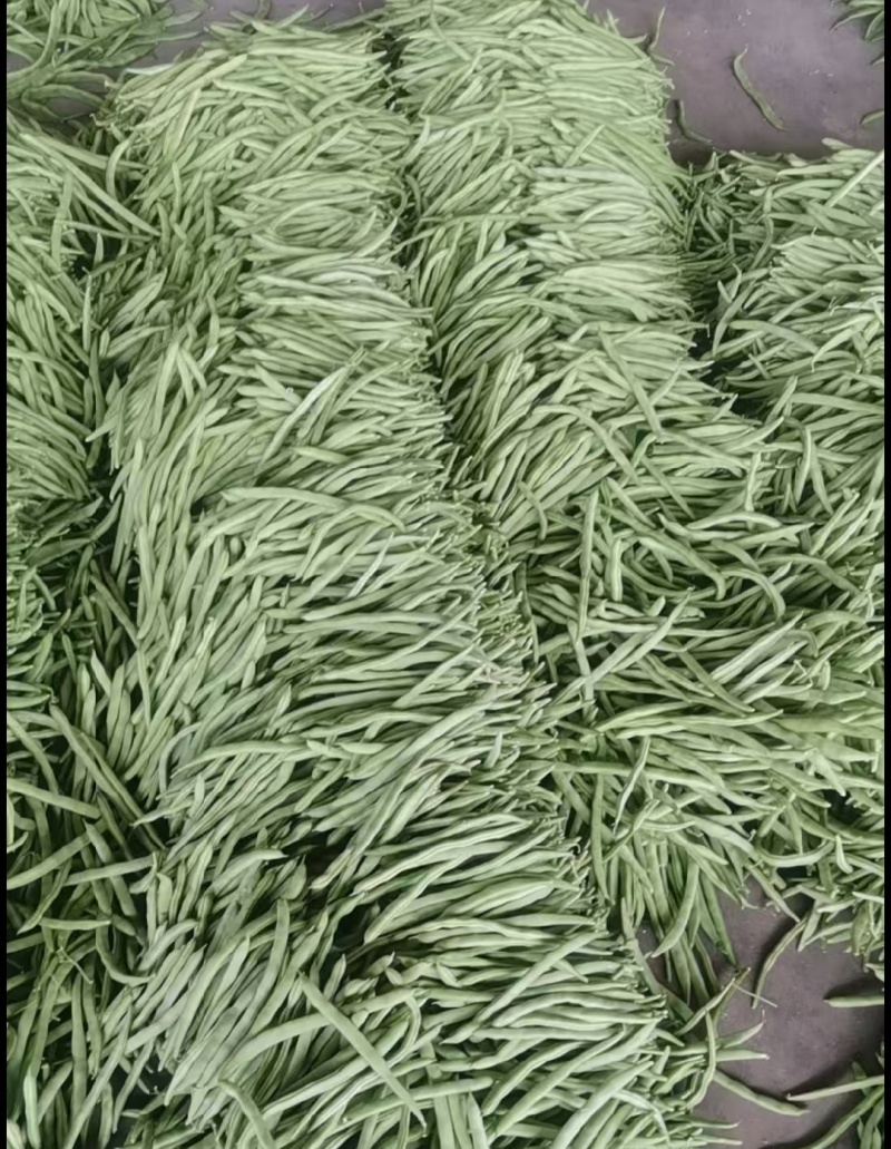 【推荐】白不老四季豆供应市场商超电商一手货源量大价优