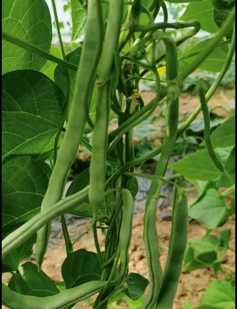 【推荐】白不老四季豆供应市场商超电商一手货源量大价优