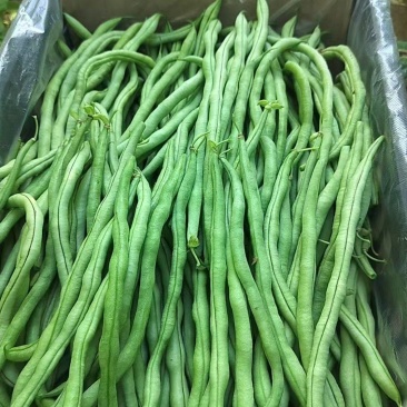 【推荐】四季豆无丝豆供应市场商超电商一手货源量大价优