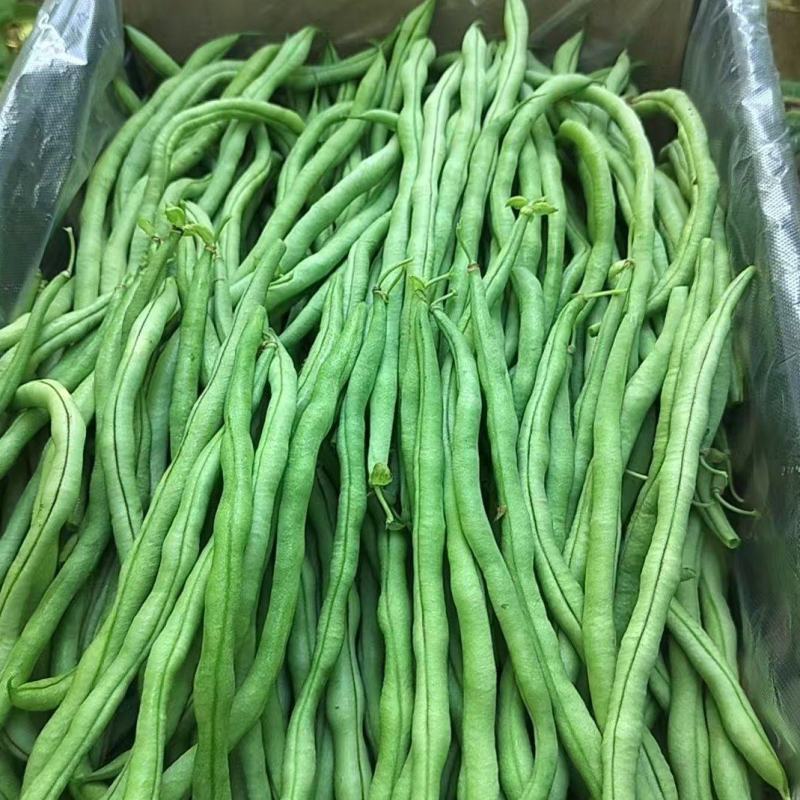 【推荐】四季豆无丝豆供应市场商超电商一手货源量大价优