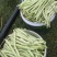 【推荐】四季豆无丝豆供应市场商超电商一手货源量大价优
