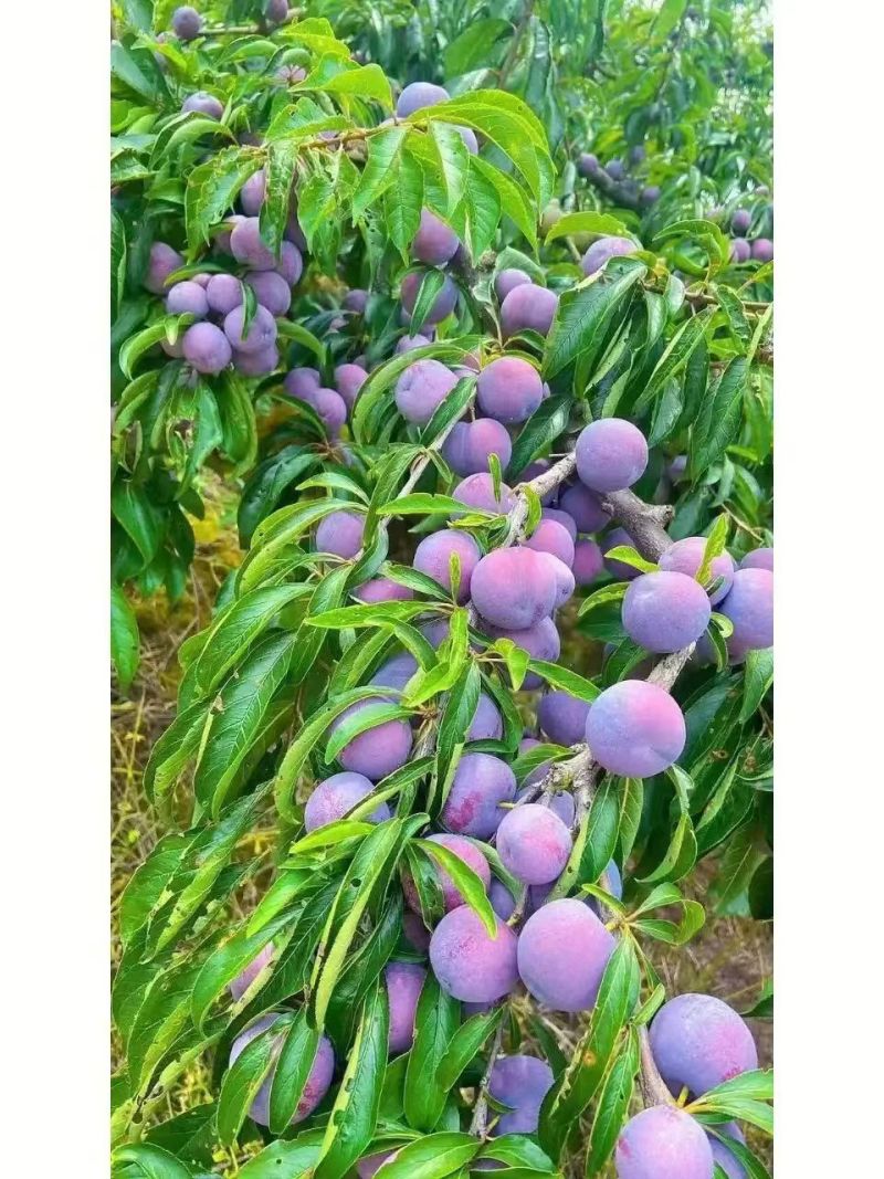 四川脆红李大量上市，电商货。外贸货，每天日出万斤。欢迎来