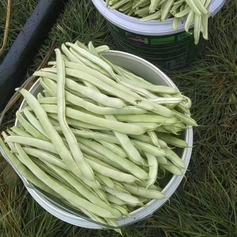 【推荐】白天豆角供应市场商超电商一手货源量大价优