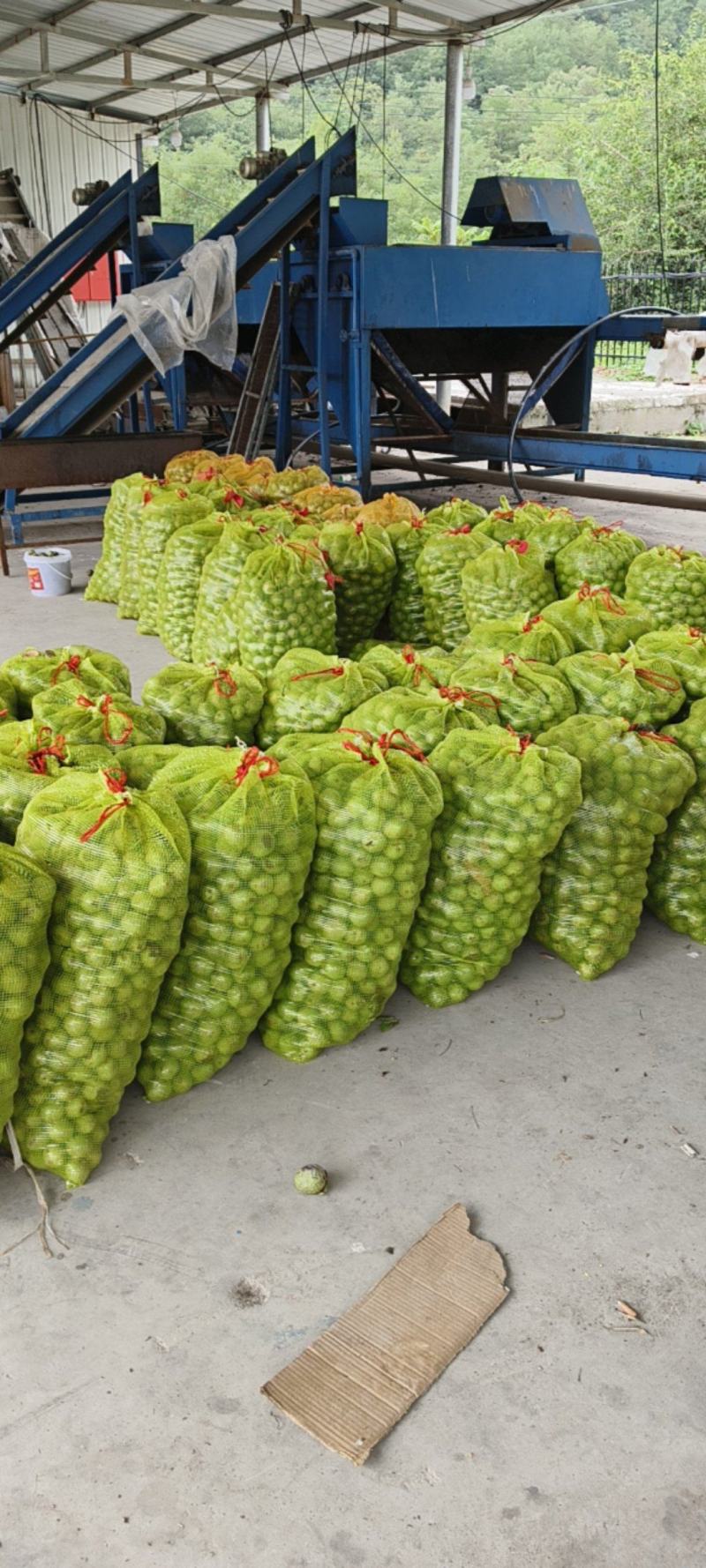 精品青皮核桃产地直销价格透明货源充足欢迎打扰