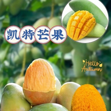 攀枝花市精品凯特芒果🥭