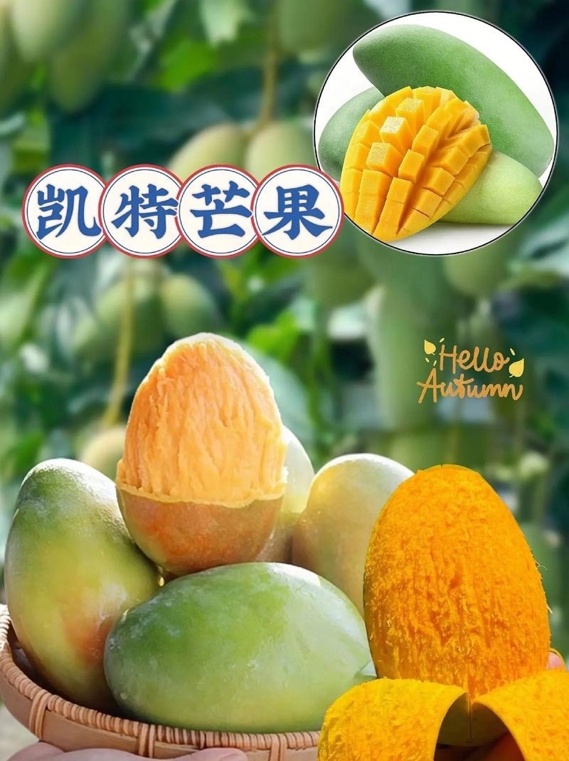 攀枝花市精品凯特芒果🥭