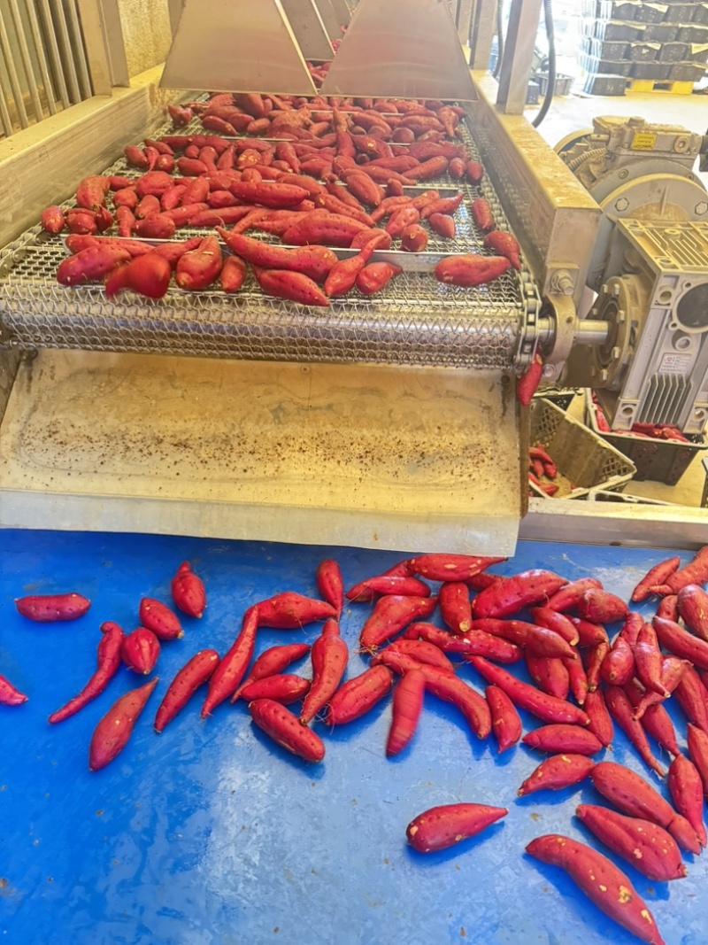 小香薯水洗货大量供应精品红薯