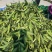 【推荐】白玉米白糯玉米供应市场商超电商一手货源量大价优