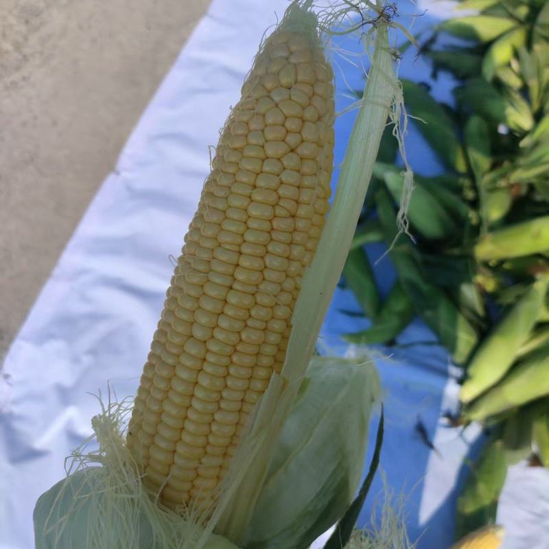【推荐】水果玉米糯玉米供应市场商超电商一手货源量大价优