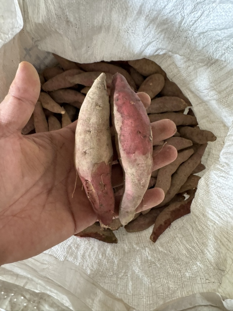 临安天目小香薯批发红皮黄心