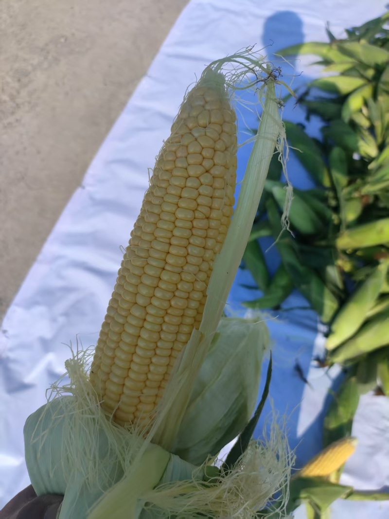 【推荐】水果玉米糯玉米供应市场商超电商一手货源量大价优