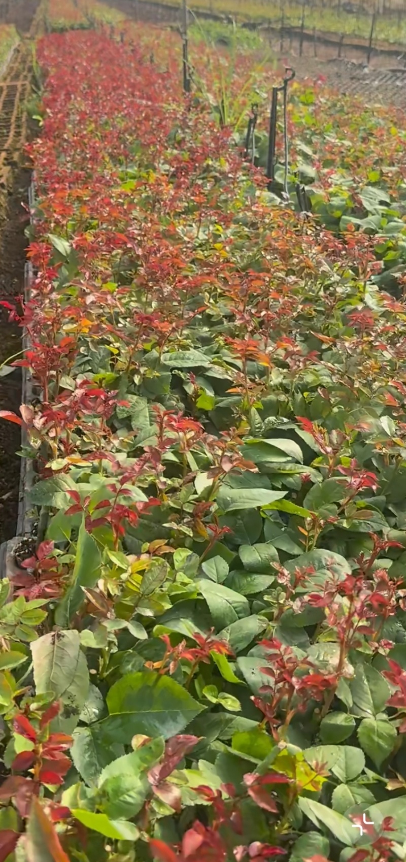 高原红花苗