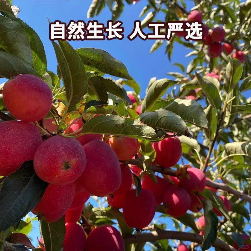正宗东北鸡心果大量现货欢迎合作共赢