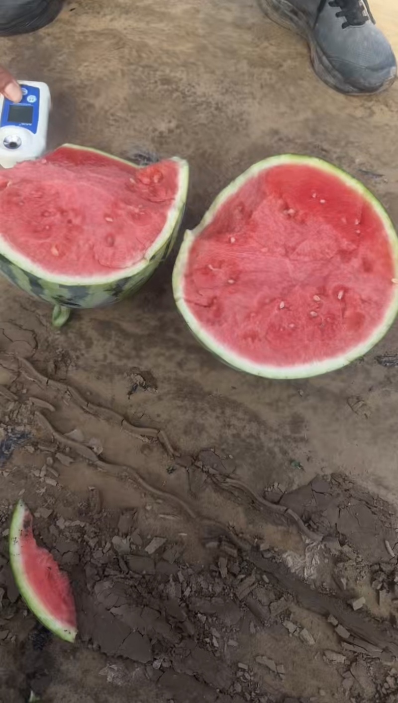 🔥【实力推荐】精品美都|麒麟西瓜/大棚严选