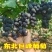 东北软枝巨峰葡萄自然果！大果无核巨峰葡萄，辽峰葡萄