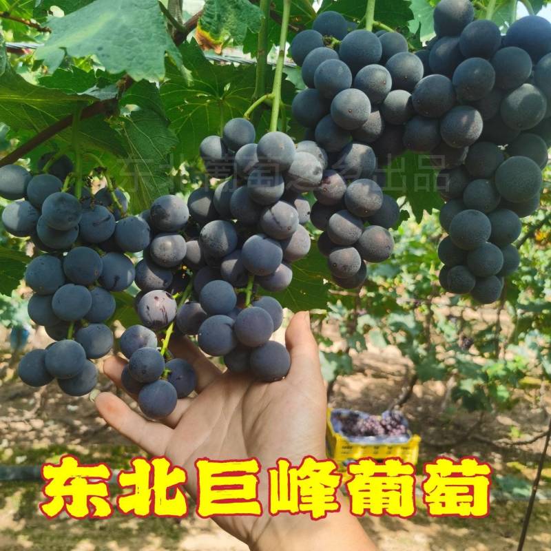 东北软枝巨峰葡萄自然果！大果无核巨峰葡萄，辽峰葡萄