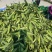 【推荐】万糯2000玉米供应市场商超电商一手货源量大价优